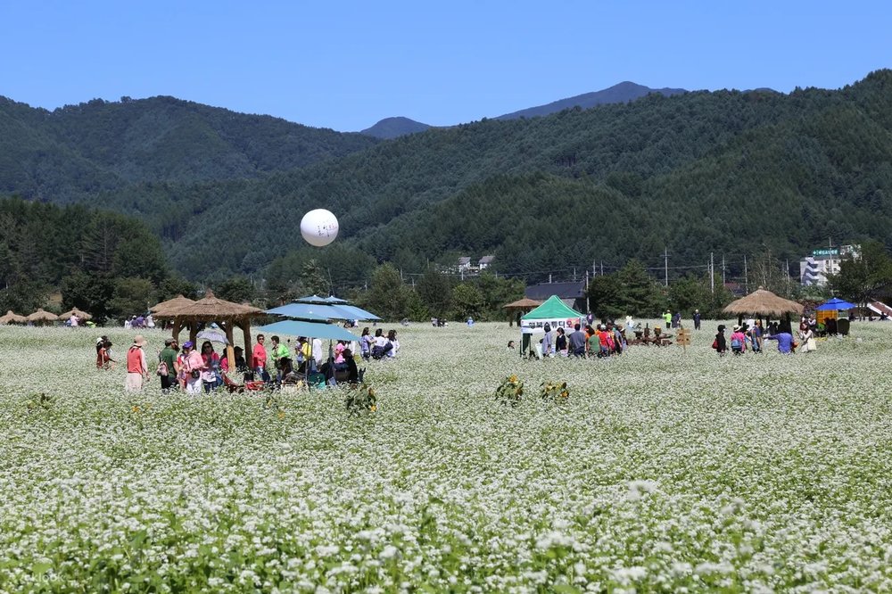 People in the flower field