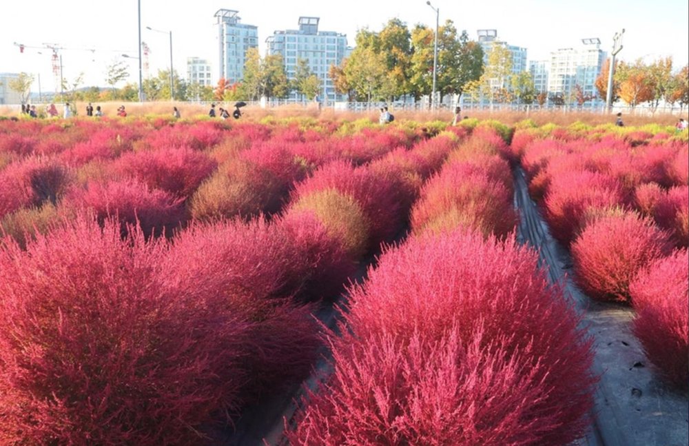 Pink Muhly Grass