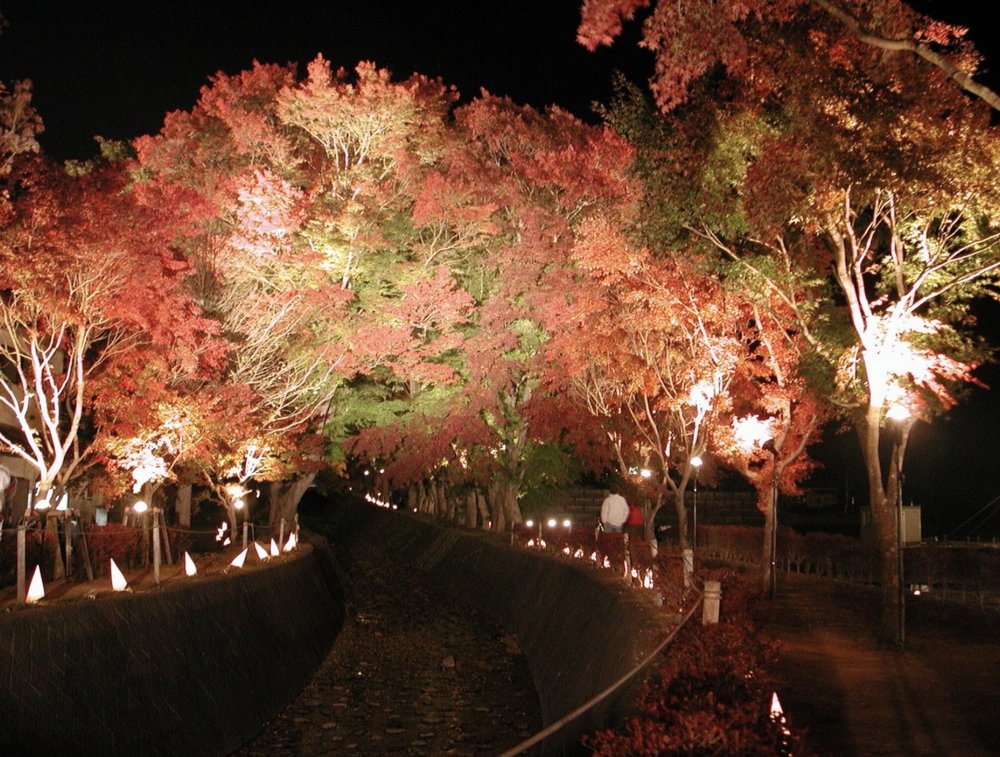 河口湖紅葉,紅葉迴廊,河口湖,富士山