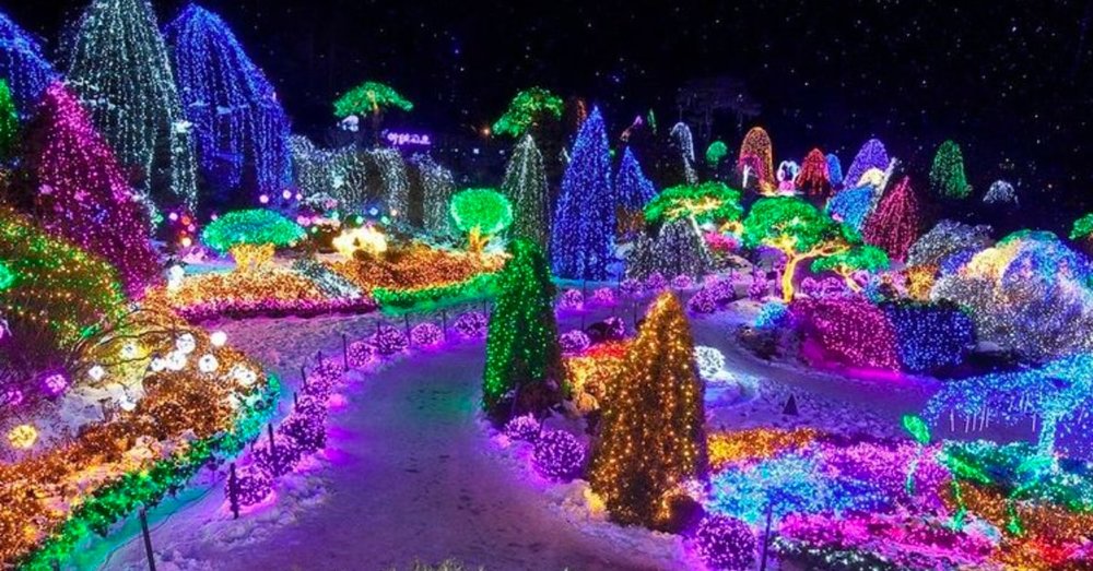 Lễ Hội Ánh Sáng Vườn Morning Calm