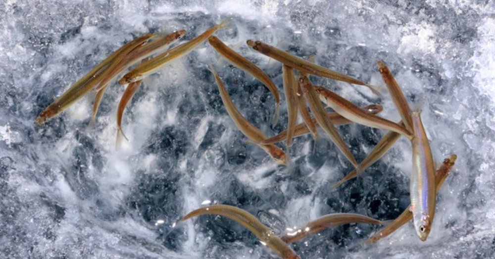 Lễ Hội Cá Hồi Sông Hongcheon