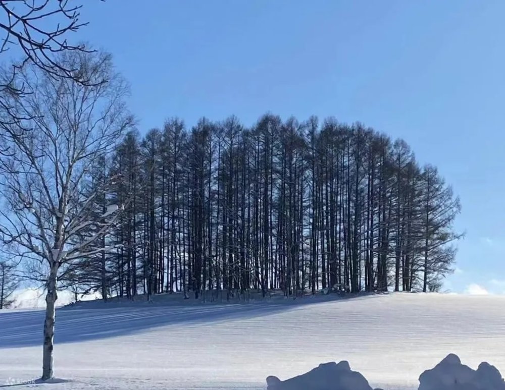 北海道美瑛雪景