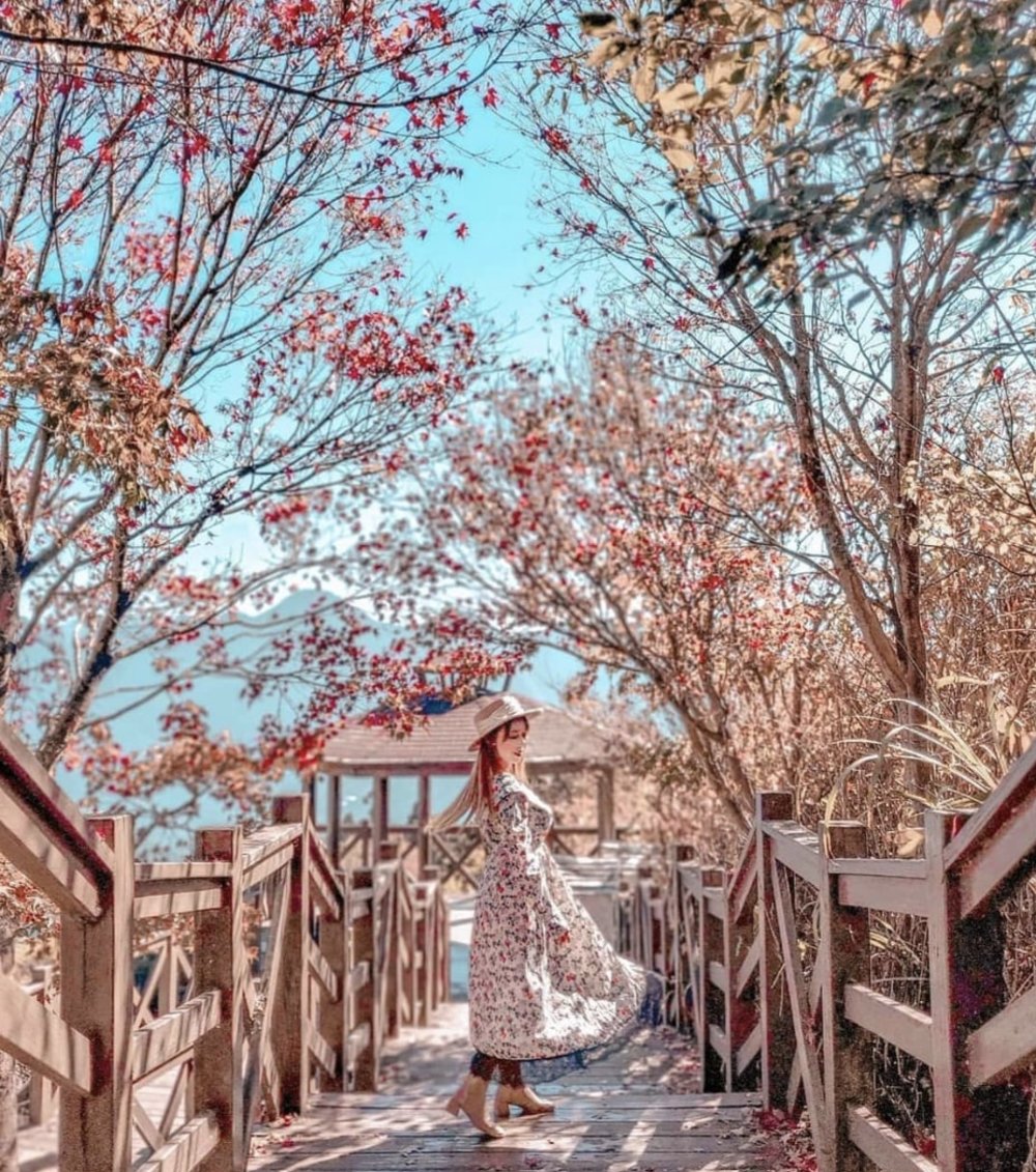 台灣紅葉 南投清境農場