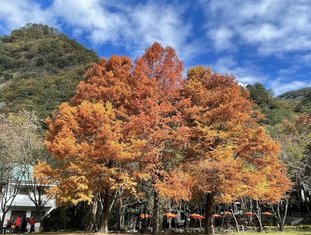 台灣紅葉 南投賞楓 奧萬大森林遊樂區