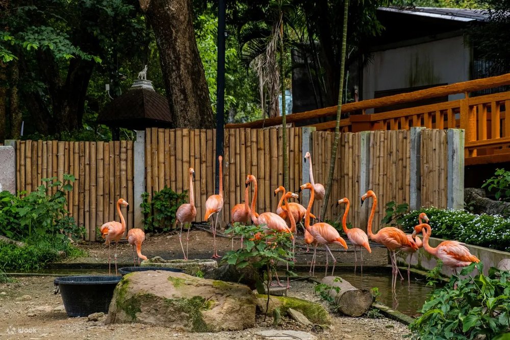 Flamingo in the zoo