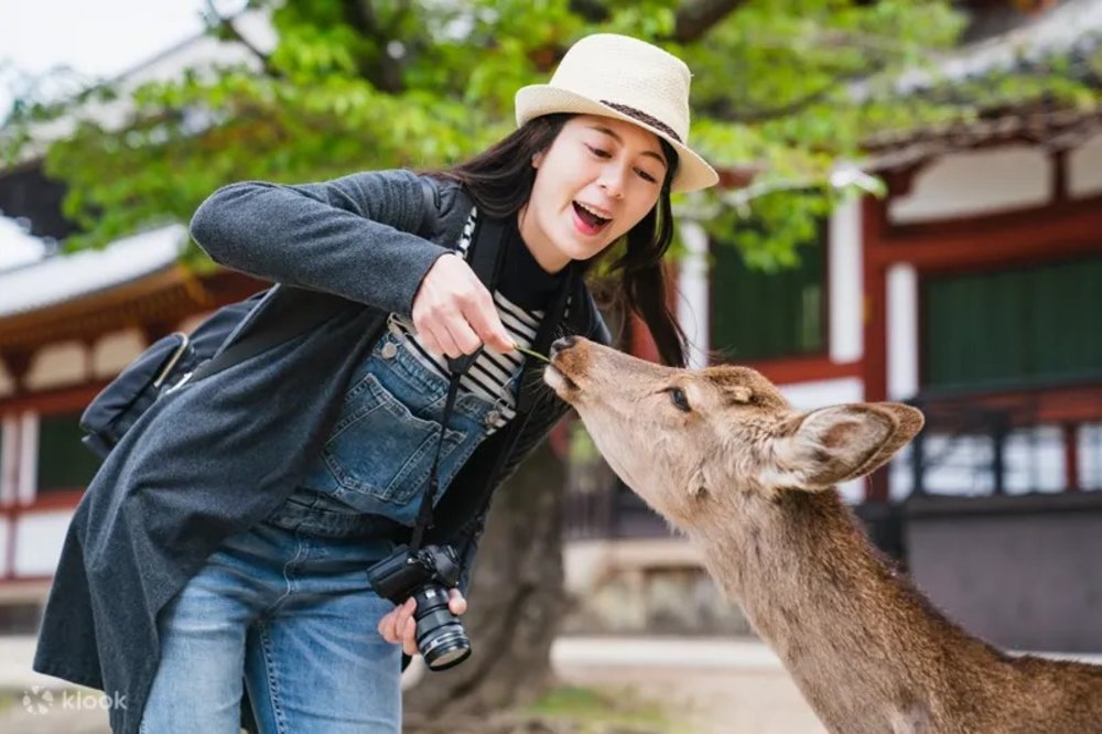 Woman in Nara feeding a deer