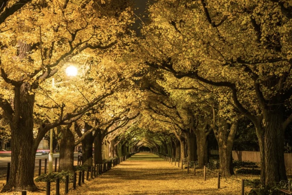 東京銀杏 明治神宮外苑