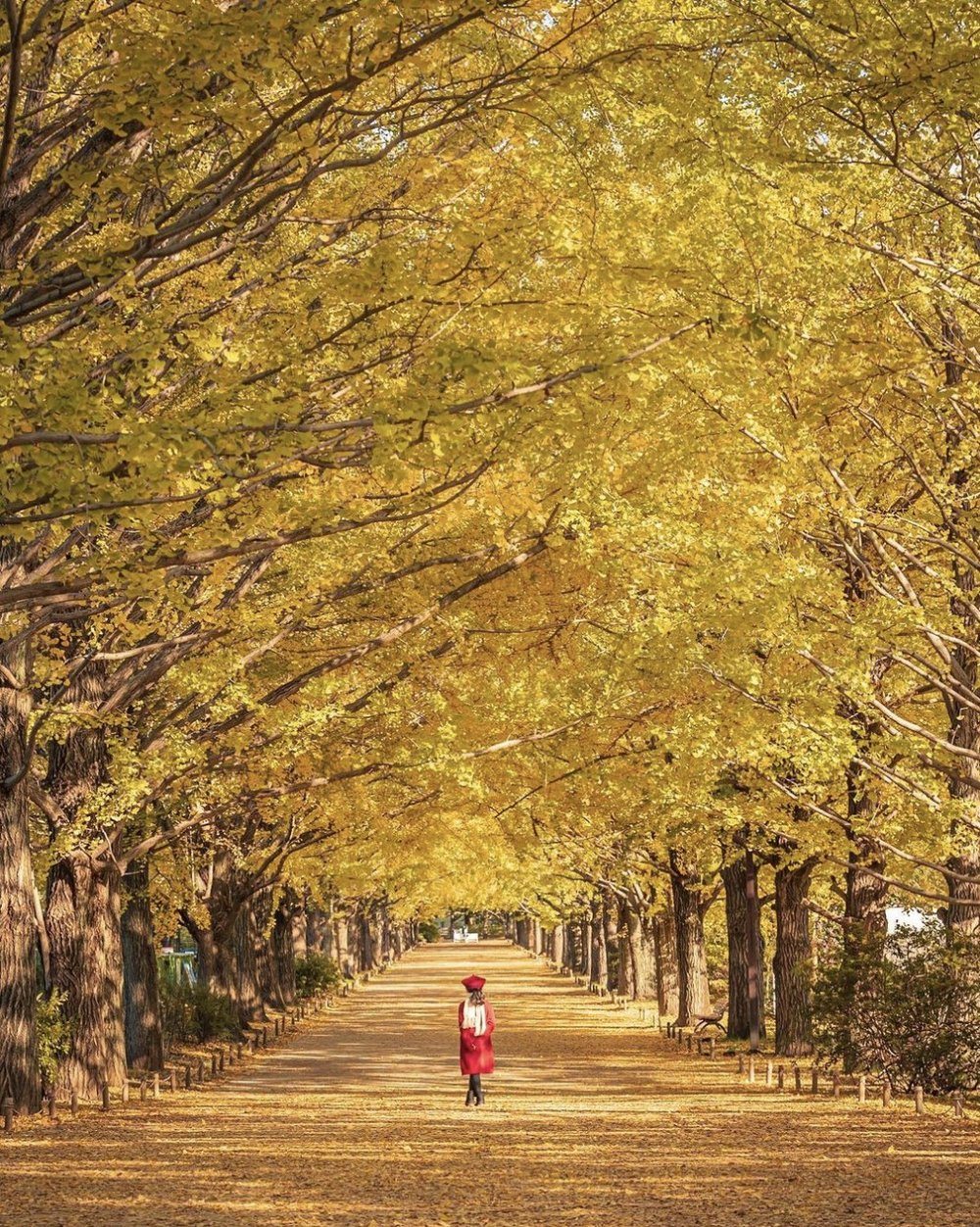東京銀杏 國營昭和記念公園