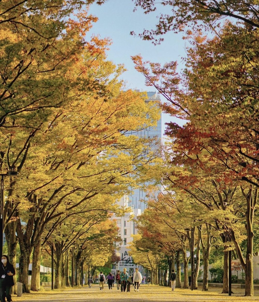東京銀杏 代代木公園