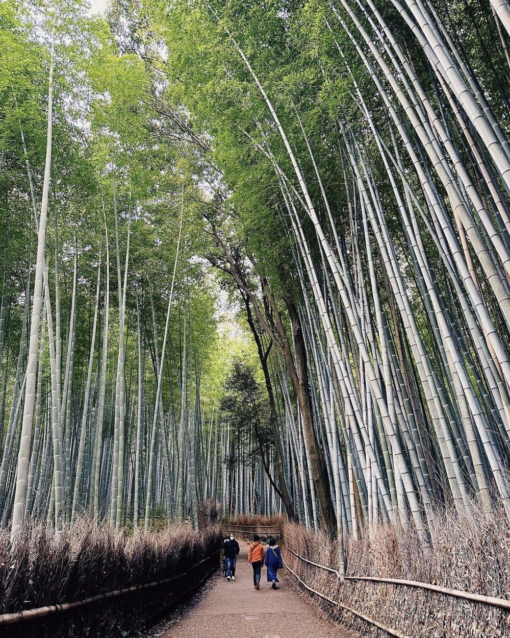 people walking through bamboo in Arashiyama Bamboo Forest