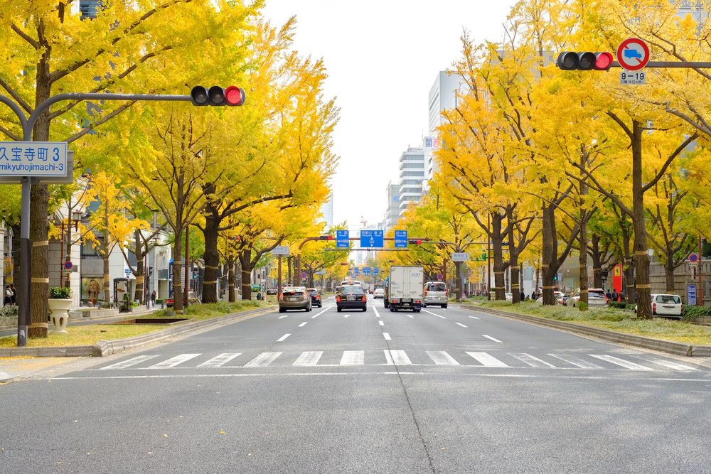 Medosuji Boulevard and Ginkgo Trees in Osaka
