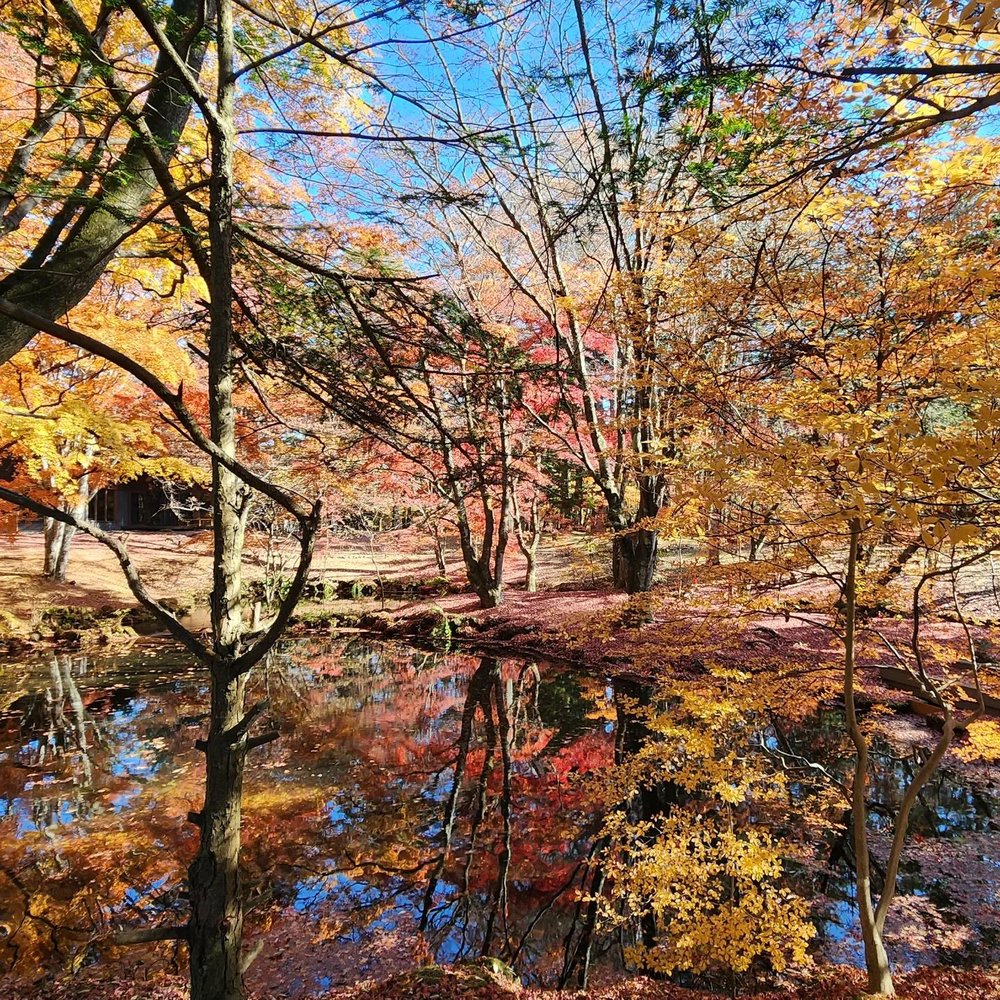 輕井澤紅葉 雲場池