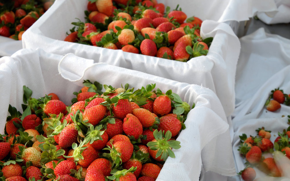 Buổi trưa: Vườn Dâu Su Bơ - Trải nghiệm Hái Quả Tươi Ngon