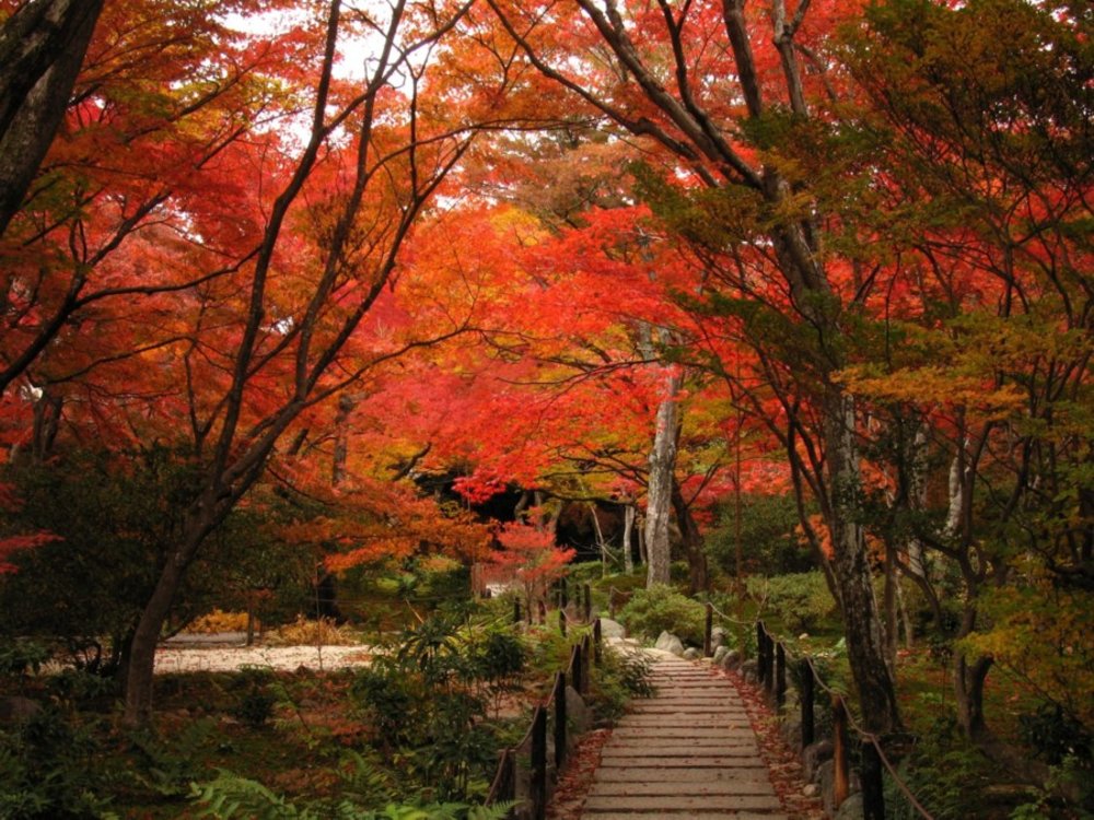嵐山紅葉 嵐山 京都 嵐山楓葉 楓葉 嵐山紅葉2023