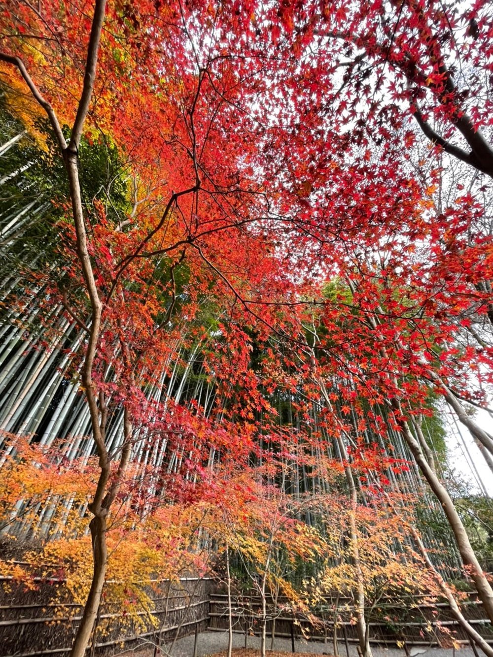 嵐山紅葉 嵐山 京都 嵐山楓葉 楓葉 嵐山紅葉2023