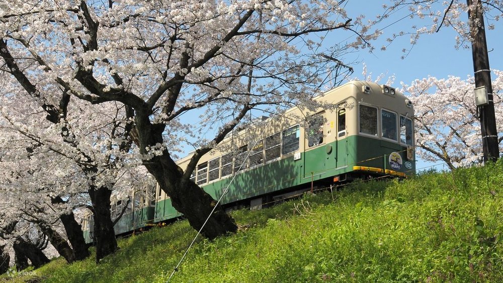 嵐山紅葉 嵐山 京都 嵐山楓葉 楓葉 嵐山紅葉2023