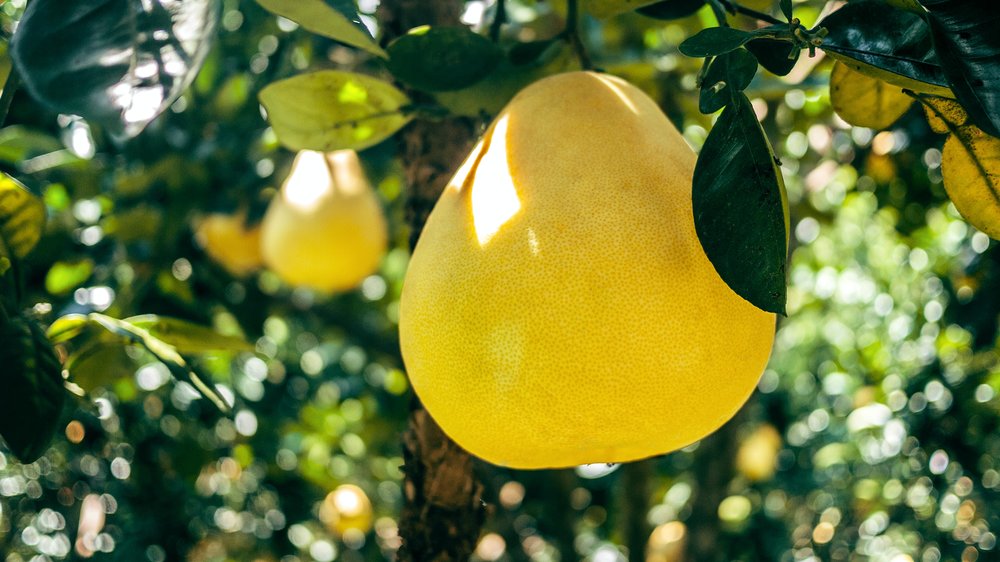 Hanging pomelo