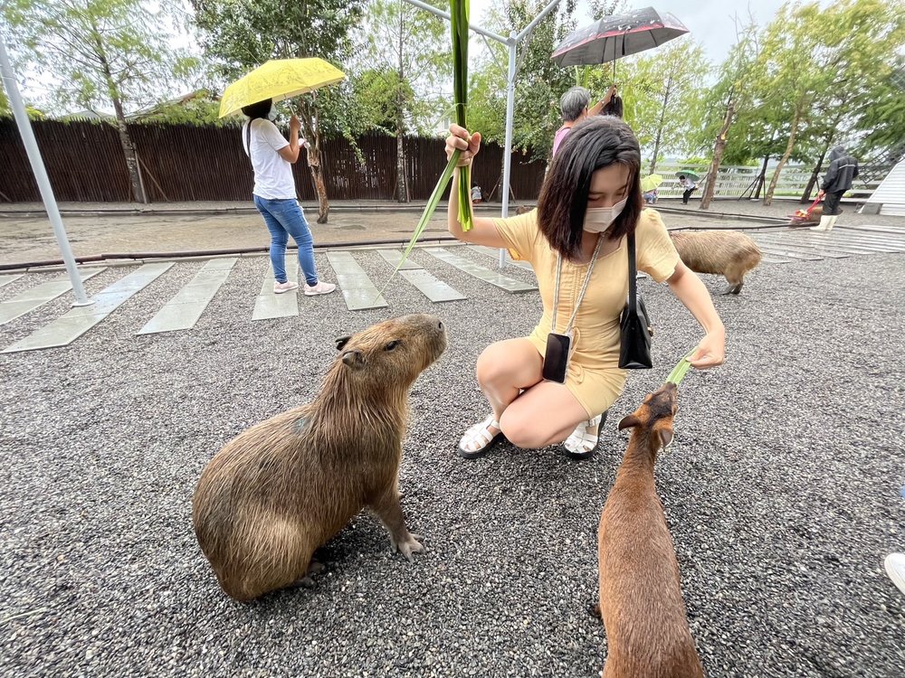 Woman feeding capybaras