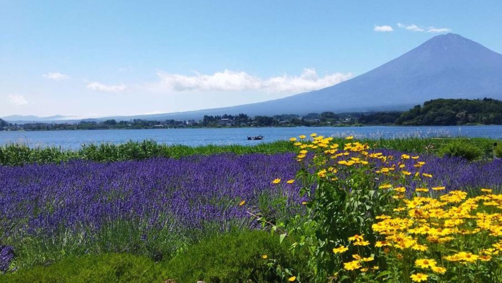 Look at those beautiful flowers! Image credits to Junda