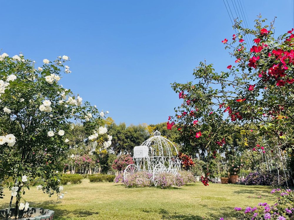 古坑景點蘿莎玫瑰山莊