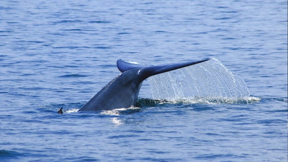 An aquatic friend emerges from Thailand waters!