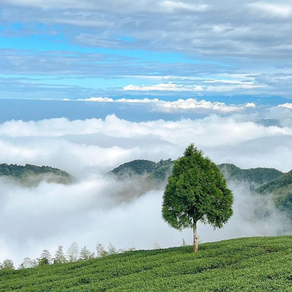 古坑景點草嶺風景區