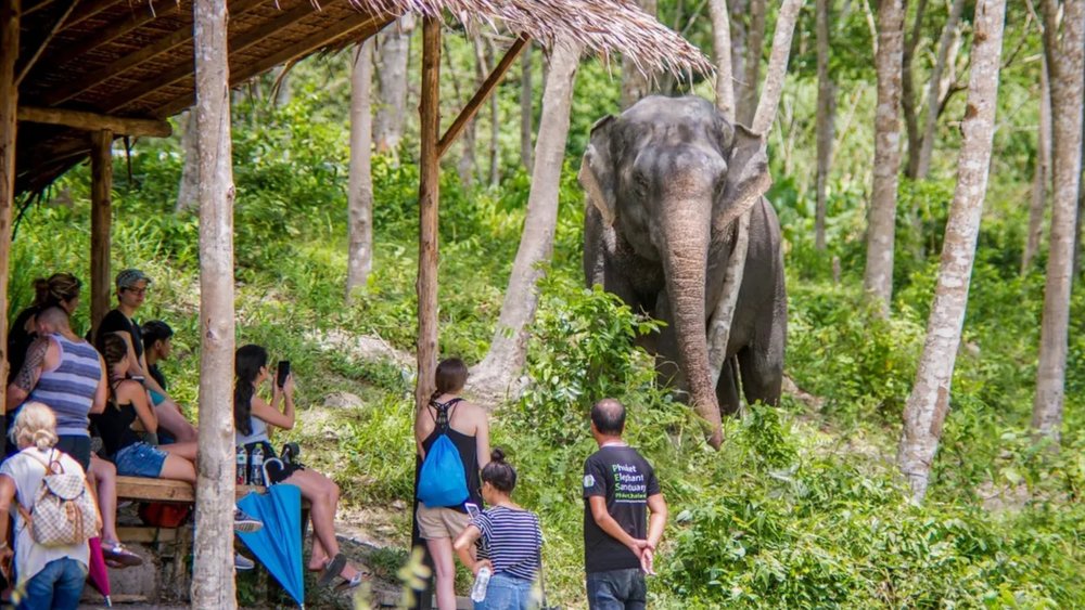 See gentle giants thrive in a safe and ethical sanctuary. Credits to Klook