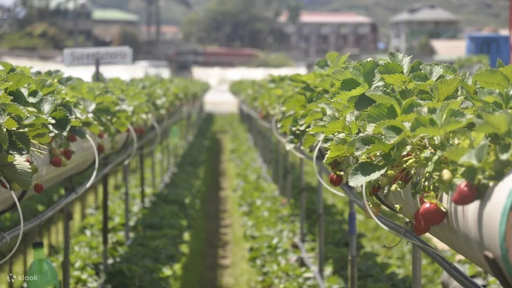 Strawberry farm in Baguio