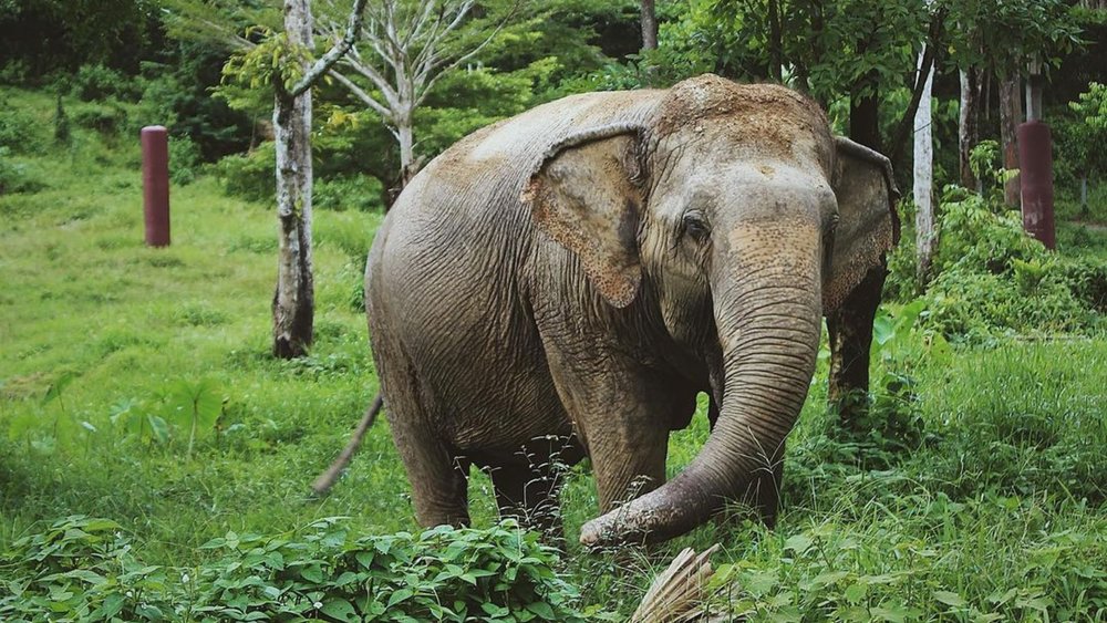 Where Gentle Giants find sanctuary! Credits to @catherinewatchorn on Instagram.