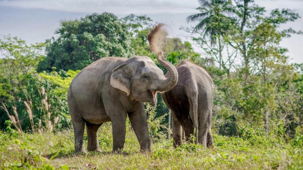 Unleash your inner happiness with our elephants! Image credits to Klook