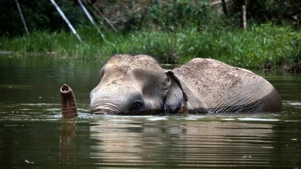 Elephant's bathtime bliss! Image credits to Klook.