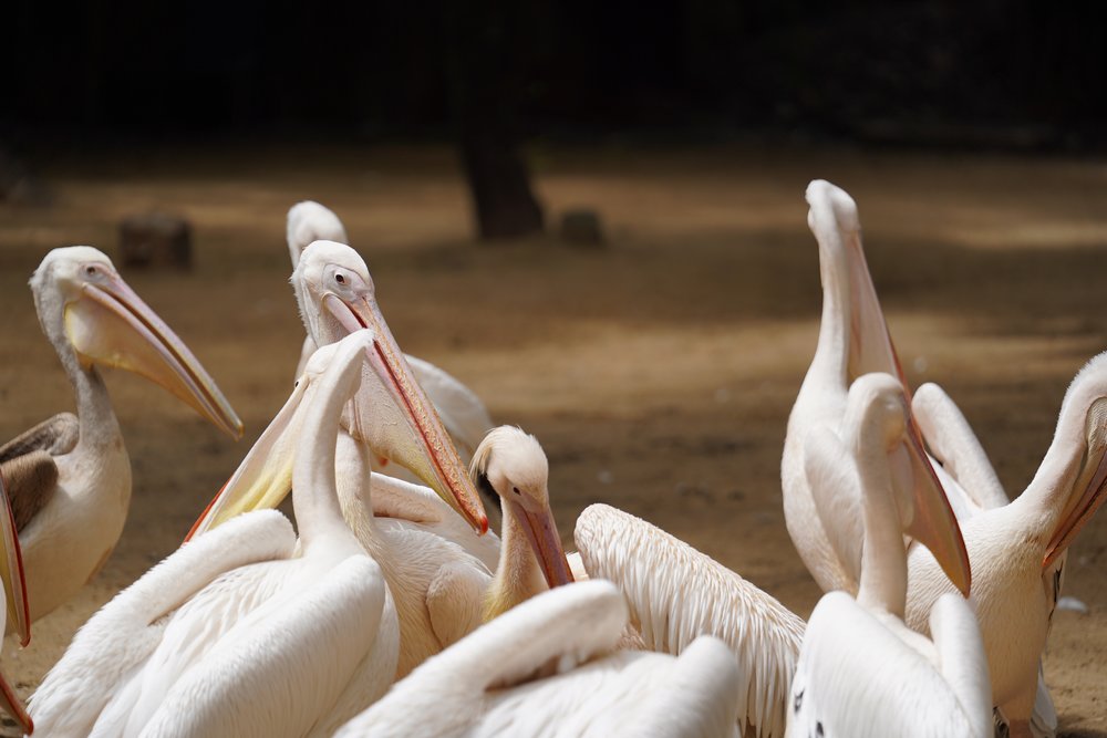 Pelicans walking together