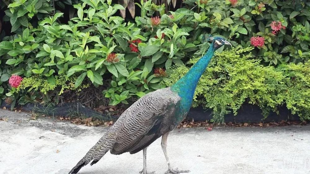 Sentosa Nature Discovery & Geology Gallery