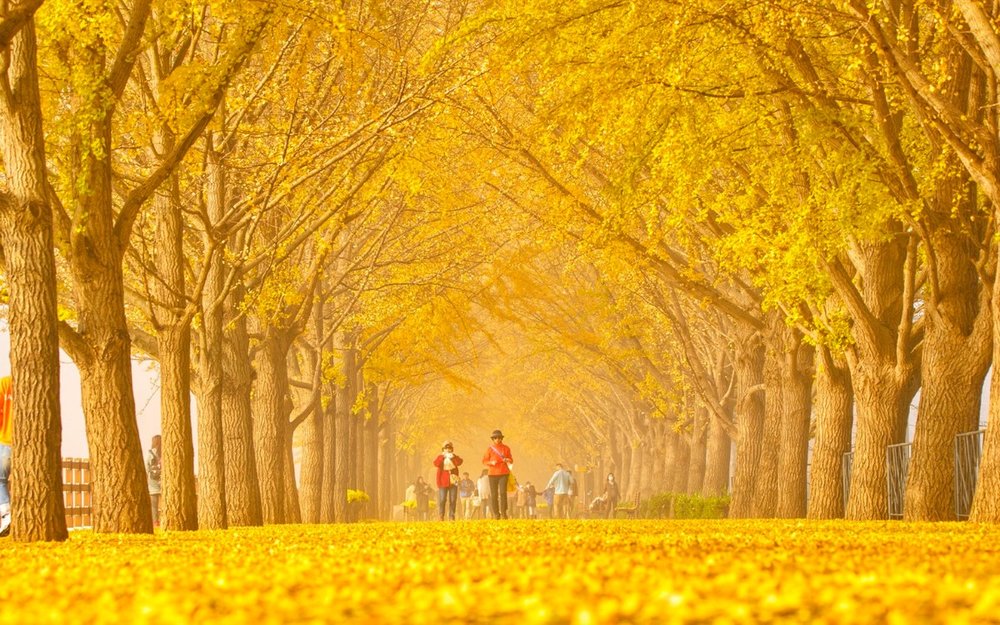 Đường Cây Bạch Quả Asan - Chungcheongnam-do