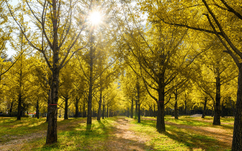 Rừng Bạch Quả Hongcheon - Gangwon-do