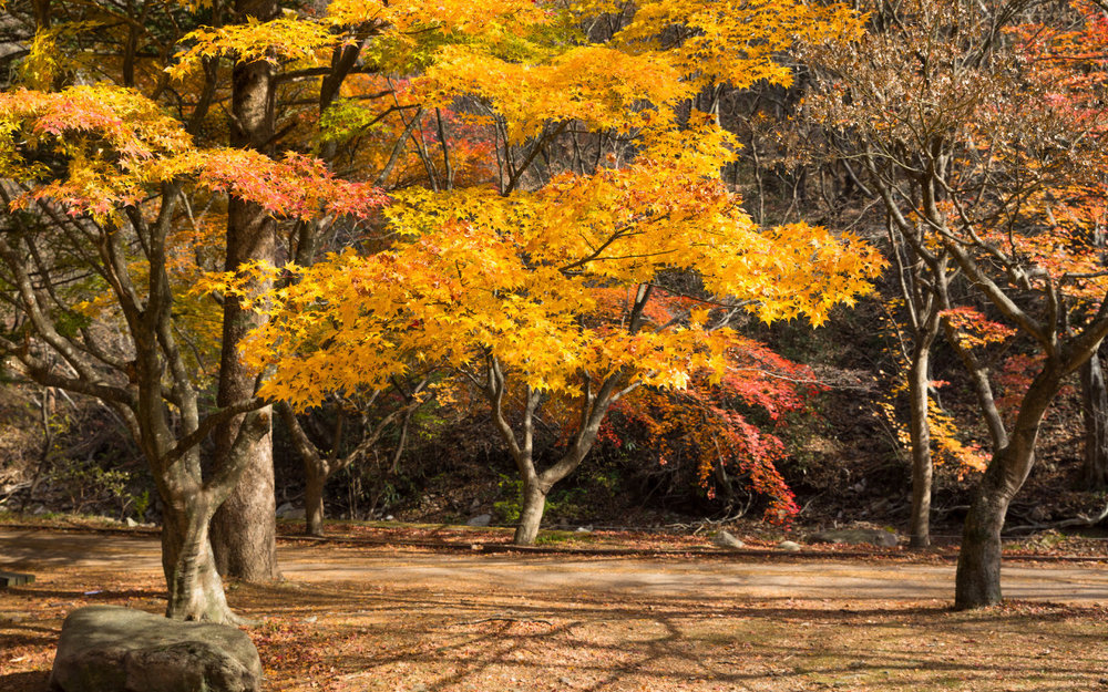 Rừng Hwadam - Gyeongsangbuk-do