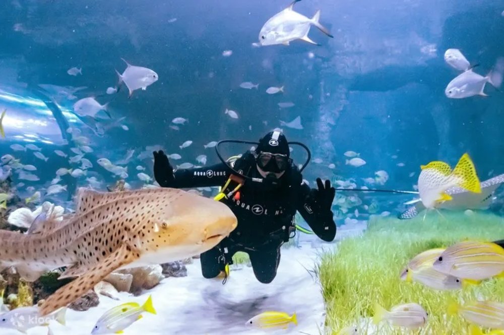 Discover marine life at the National Aquarium Abu Dhabi