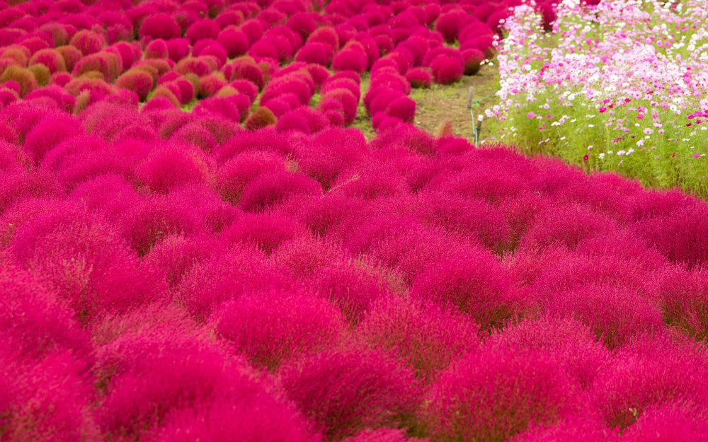 Công Viên Ven Biển Quốc Gia Hitachi