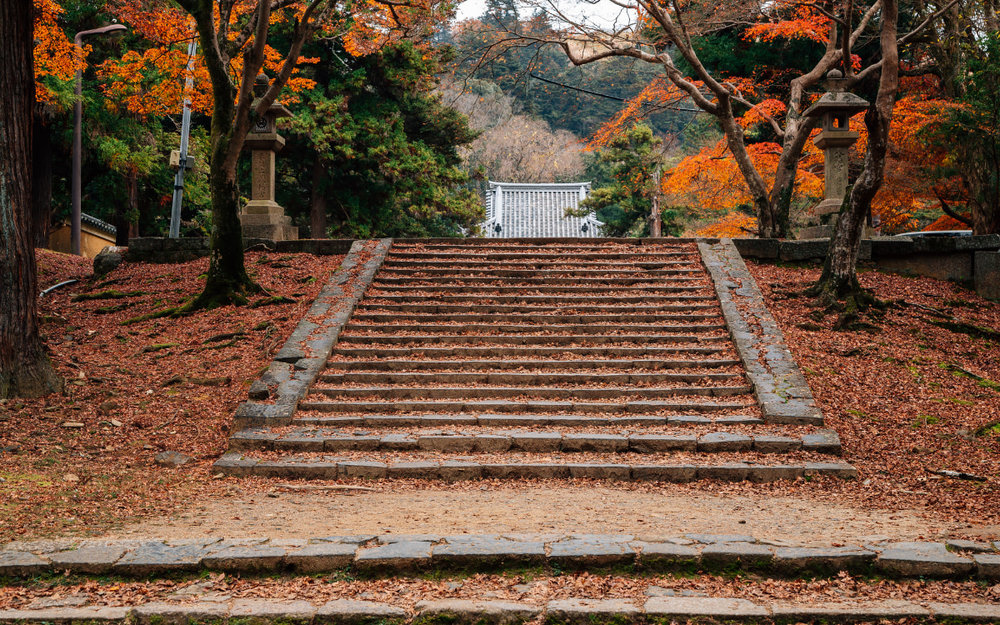 Ngắm Lá Đỏ Mùa Thủ Ở Công Viên Nara, Nhật Bản