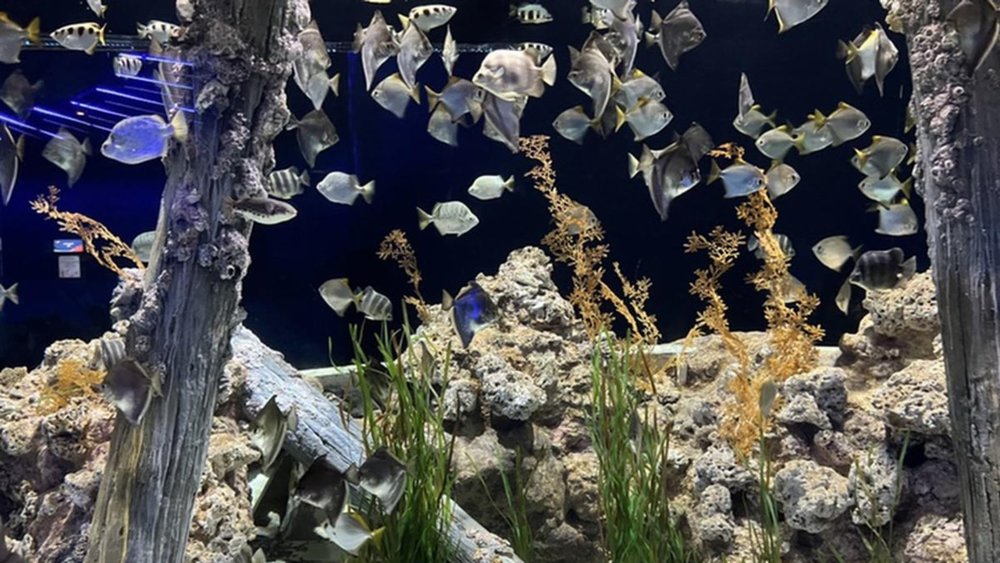 Visit SEA Aquarium and more with this Sentosa Fun Pass! Image credits to Ashley