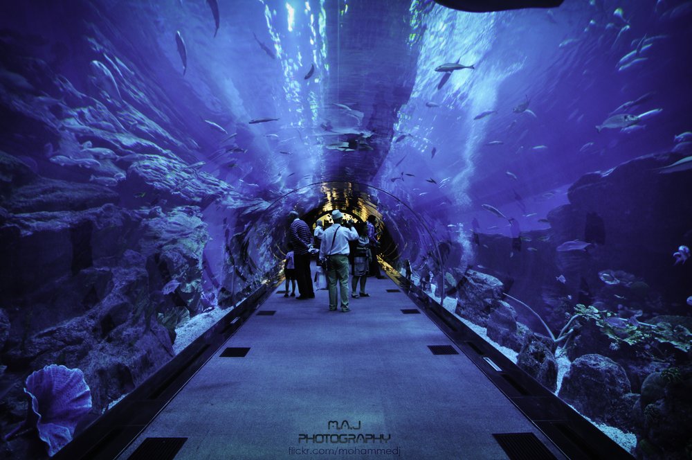 Dubai Aquarium