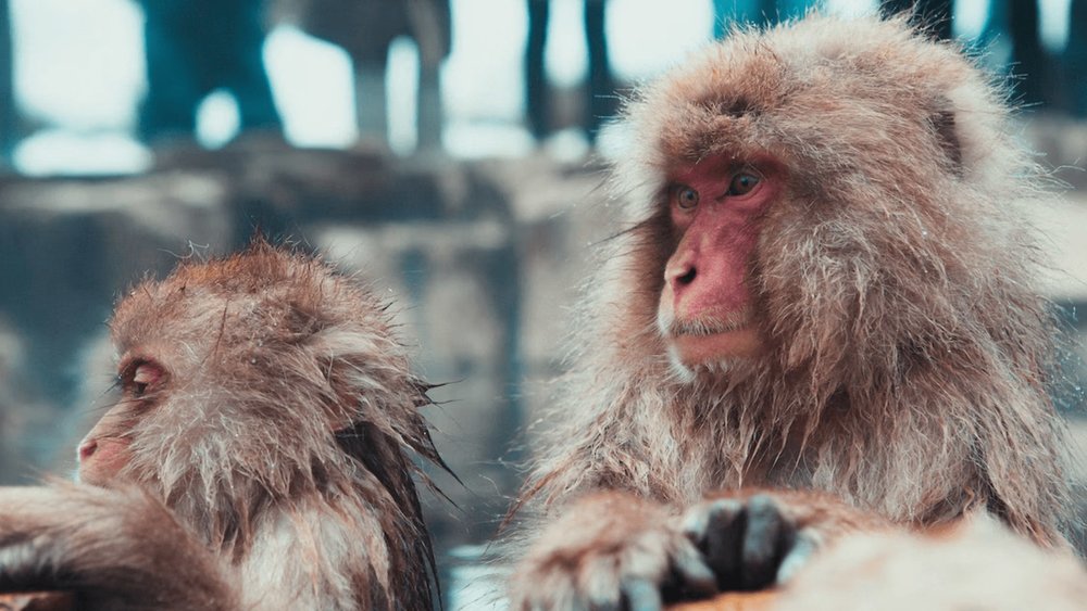 Visit the Jigokudani Snow Monkey Park