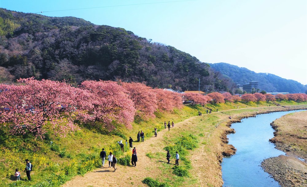 People by the river surrounded by pink and green trees