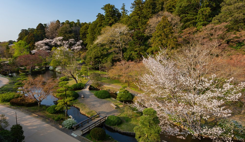 Trees lined up by the river