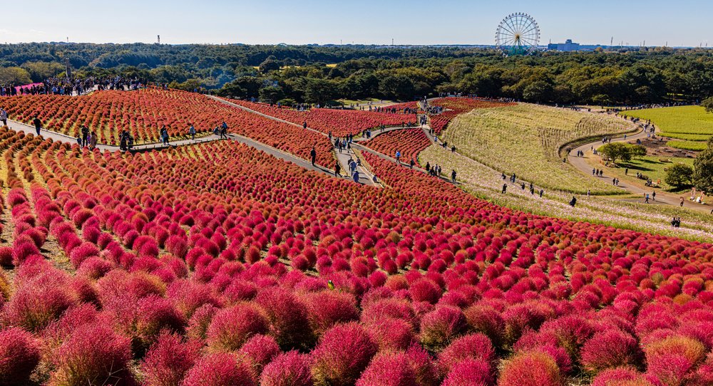 People walking around a flower field
