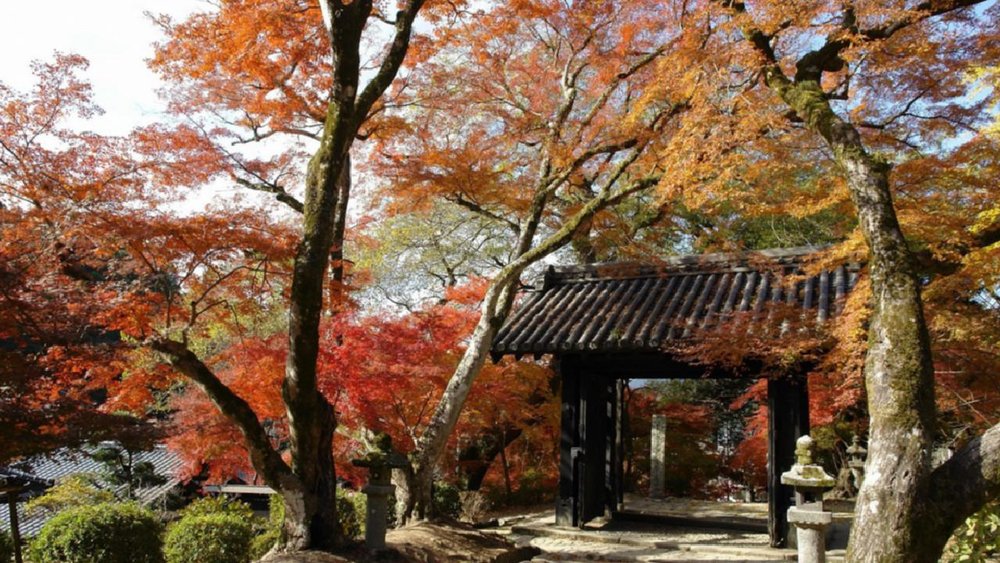 九州紅葉 福岡紅葉 九州紅葉2023 福岡紅葉2023