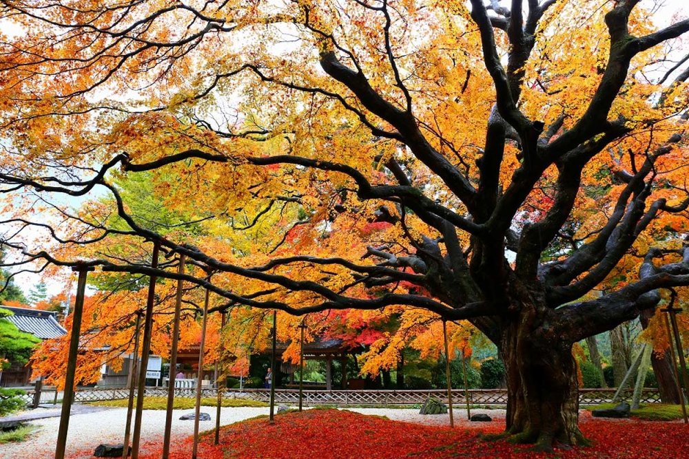 九州紅葉 福岡紅葉 九州紅葉2023 福岡紅葉2023