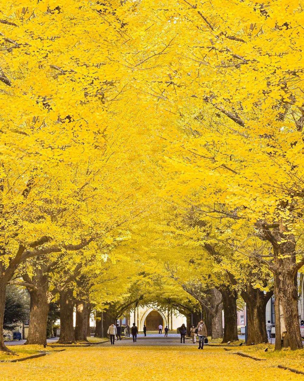 東京銀杏 東京大學本鄉校區
