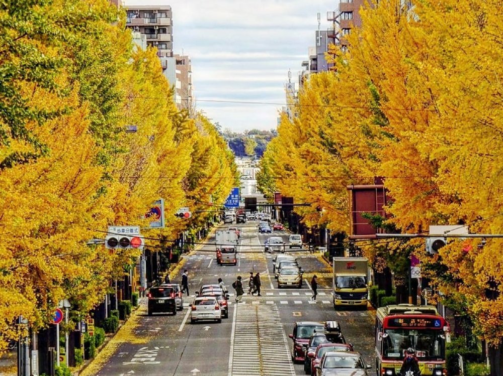 東京銀杏 八王子甲州街道