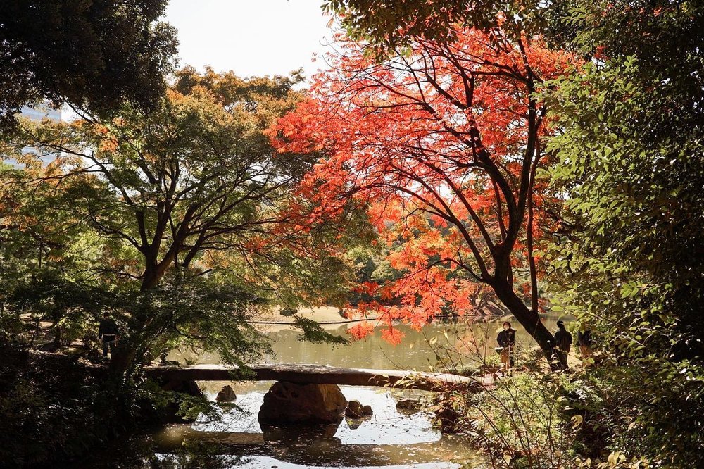 東京銀杏 六義園